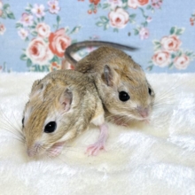 ジャイアントジャービル  オス・メス 🐭🤎💛🧡