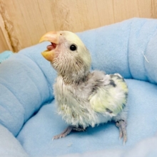 最新画像🌟ここにBFFを❣️❣️ コザクラインコ　パイド系