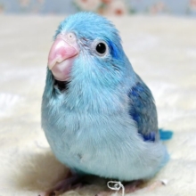 マメルリハ  ブルー  男の子  💙🐳☆*。