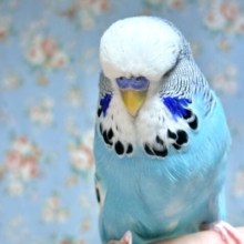 ジャンボセキセイインコ  ブルーパイド  男の子  ✈️*.☆ﾟ