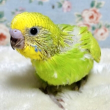 セキセイインコ  スパングル  🍏🐥