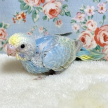 セキセイインコ  パステルレインボー  🦋🌼∗*ﾟ