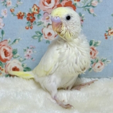 セキセイインコ  クリーム  🍨🍋🤍