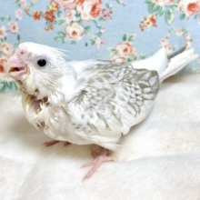オカメインコ  ホワイトフェイスシナモンパール  🕰🫧∗*ﾟ