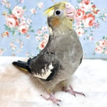 オカメインコ  ノーマル  🩶(*´θ`*)ノ