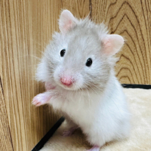薄めカラーが可愛すぎ♡セーブルハムスター（男の子）