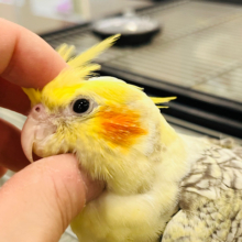 触れ合うごとに魅力が増してく♡オカメインコ(パールパイド)