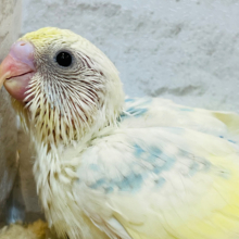 爽やかレモネード🍋 .*゜セキセイインコ(パステルカラーレインボーパイド) ヒナ