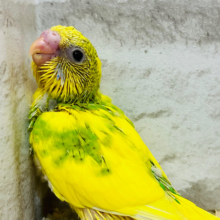 よーく見ると、タレ目ちゃん？♡セキセイインコ(スパングルパイド) ヒナ