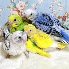 セキセイインコちゃん4羽来てくれました〜🐣‪🐥🐣‪🐥