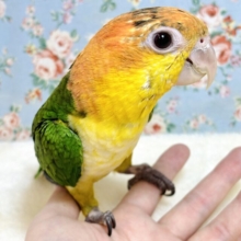 シロハラインコ  女の子  ♡‪🍊♡🍏