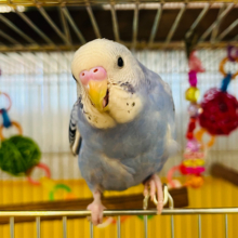 【動画更新🪄】わんぱく‪☆元気っ子‪☆セキセイインコ(オパーリン)