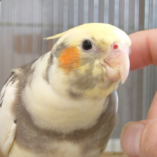 激甘♡あざとさNo.1👑オカメインコ(パイド) ヒナ