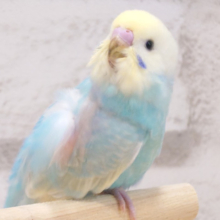 ふわふわ天使〜🧚‍♂️セキセイインコ(パステルレインボー) ヒナ
