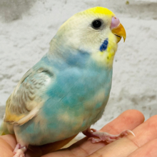 肩の上で一緒にリラックス🫧セキセイインコ(パステルレインボーパイド)