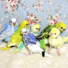 お待ちかね🌟セキセイインコちゃんず入舎しました〜