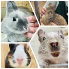 【小山店限定⭐︎】草食動物フェア開催です🌱☀️