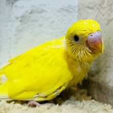 ピッカピカ元気印‪☆‪☆‪☆セキセイインコ(ダブルファクター) ヒナ