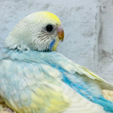 モデル級の可愛さです♡セキセイインコ(パステルレインボー) ヒナ