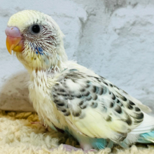 大人びた雰囲気まといます💫セキセイインコ(4色ハルクイン) ヒナ