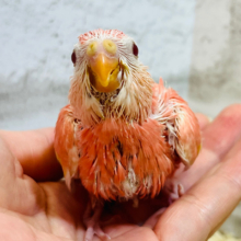 魅力的なカラー🩷一目見たら忘れられないっ♡アキクサインコ(ルビノー) ヒナ