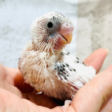 誰よりも先に食べたいのっ！！セキセイインコ(白ハルクイン) ヒナ