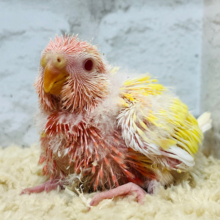 お腹が満たされたらおネムなの😴💫アキクサインコ(ルチノー) ヒナ