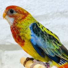 静かに、じぃーーーっと🫧ナナクサインコ💐