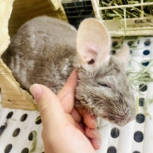 触れ合い⭕️最新画像になりますよ❣️チンチラ(シナモン)入舎しました〜♪