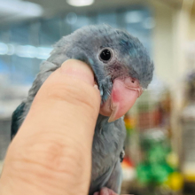 【動画更新🪄】★2羽限定★幸せの青い鳥が舞い降りた🕊𓂃𓂂𓏸マメルリハ(ブルー) 女の子 ヒナ