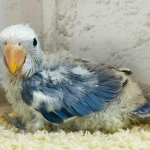 わた毛たっぷり♡コザクラインコ(バイオレットオパーリンパイド) ヒナ
