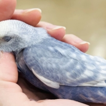 【最新画像更新🪄もうすぐひとり餌‪☆】美鳥♡食欲旺盛元気っ子‪☆‪☆‪☆セキセイインコ(スパングル) ヒナ