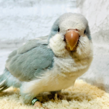 【最新画像・動画更新🪄】水色の天使🧚‍♂️🫧オキナインコ(ブルーオパーリン) ヒナ