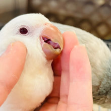 【最新画像・動画更新🪄】天使降臨🪽ついつい気になるあのコ♡オキナインコ(アルビノ) ヒナ