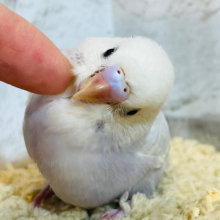 淡い藤色がステキです✨セキセイインコ(ライラック) ヒナ