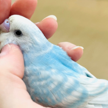 【最新画像更新🪄ひとり餌になりました！】すっきり爽やか🏖青空カラー🫧セキセイインコ(スパングル) ヒナ