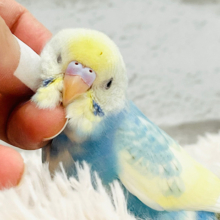 【最新画像更新🪄】儚い系🫧見守り隊募集中👷‍♀️セキセイインコ(パステルレインボーパイド) ヒナ