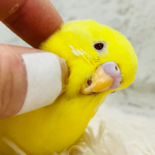 【最新画像更新🪄】ピタッと☆よりそう～　透明感たっぷり赤い瞳のセキセイインコ～　クリームルチノーっ