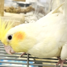 【動画更新🪄】感情の赴くままに〜🫧オカメインコ(ルチノー)