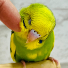 【あと1羽🪶最新画像・動画更新🪄】元気モリモリ！！セキセイインコ ヒナ