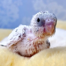 まっしろ綺麗✨セキセイインコ( 白色ハルクイン) 2024年 6月生まれ