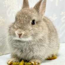 短いお耳がとっても可愛い🐇🤍ネザーランドドワーフ (グレー) 2024年6月生まれ