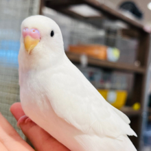【最新画像更新🪄】真っ白天使🧚‍♂️セキセイインコ(ダブルファクター) ヒナ