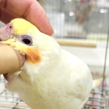 【最新画像・動画更新🪄ひとり餌・カゴデビュー‪☆】真っ白で可愛いチビっ子怪獣🐥オカメインコ(ルチノー) ヒナ