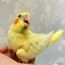 ✨️最新画像✨️ごはん🥺のアピールつよつよでGO‼️ オカメインコ(ルチノー2024年6月生まれ)