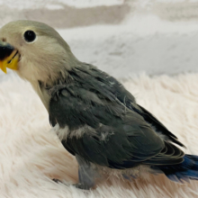 【最新画像更新🪄】ふわもこ🫧わた毛天使ちゃん🧚‍♂️コザクラインコ(バイオレット) ヒナ
