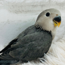 【最新画像更新🪄】シックなカラーが魅力的♡コザクラインコ(モーブ) ヒナ