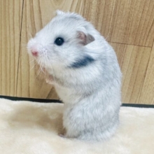 もふっとあざと可愛い♡長毛ハムスター（女の子）