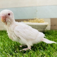 美しい真っ白さんです❤️セキセイインコのアルビノ✨
