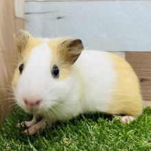 ハムスターじゃないよ‼️優しいお色のプイプイモルモット🧡